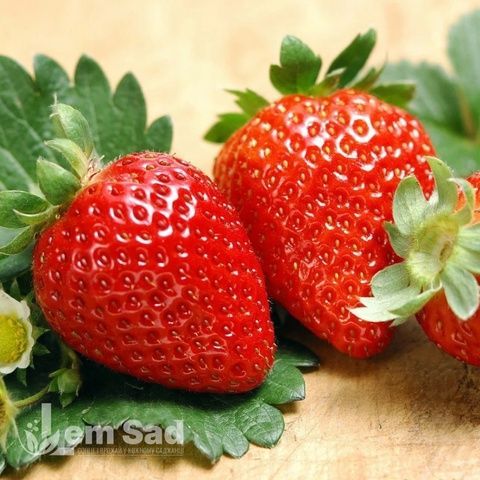 Полуниця ремонтантна Альбіон (Fragaria &times; ananassa Albion) 30023 фото