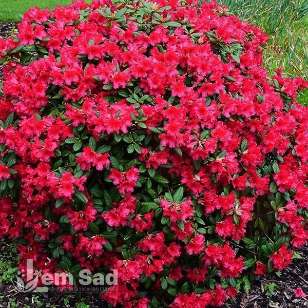 Азалия японская Марушка (Azalea japonica Maruschka) 20098 фото