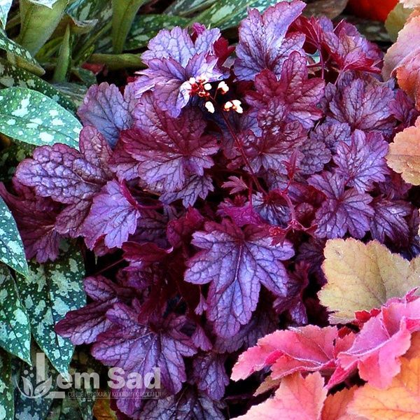 Гейхера Шанхай (Heuchera Shanghai) 20298 фото