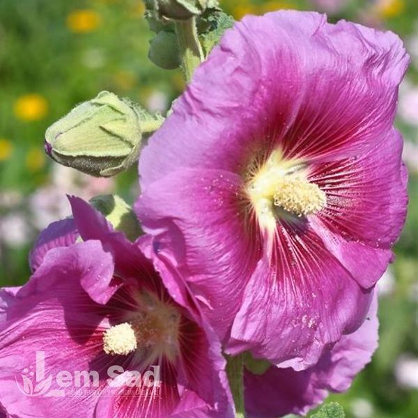 Гібіскус сирійський Мов Квін (Hibiscus syriacus Mauve Queen) 20331 фото