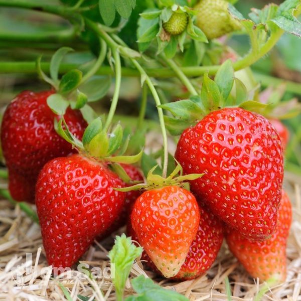 Клубника ремонтантная Альбион (Fragaria &times; ananassa Albion) 30023 фото