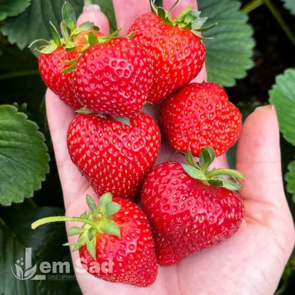 Клубника ремонтантная Альбион (Fragaria &times; ananassa Albion) 30023 фото