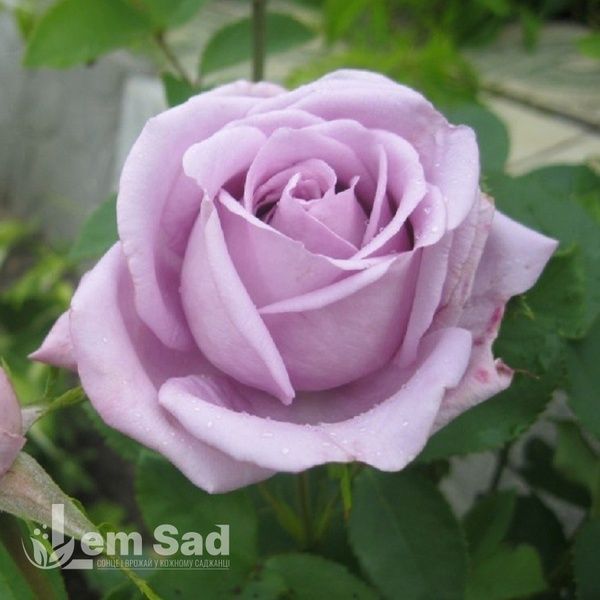 Троянда чайно-гібридна Блакитний Ніл (Rosa Blue Nile) 50015 фото