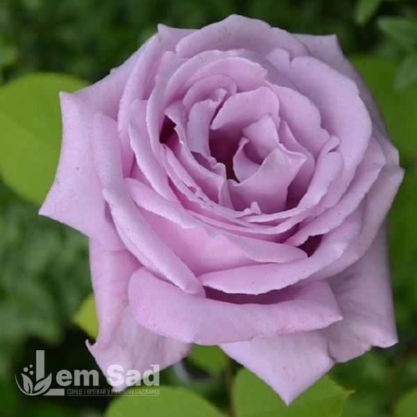 Троянда чайно-гібридна Блакитний Ніл (Rosa Blue Nile) 50015 фото
