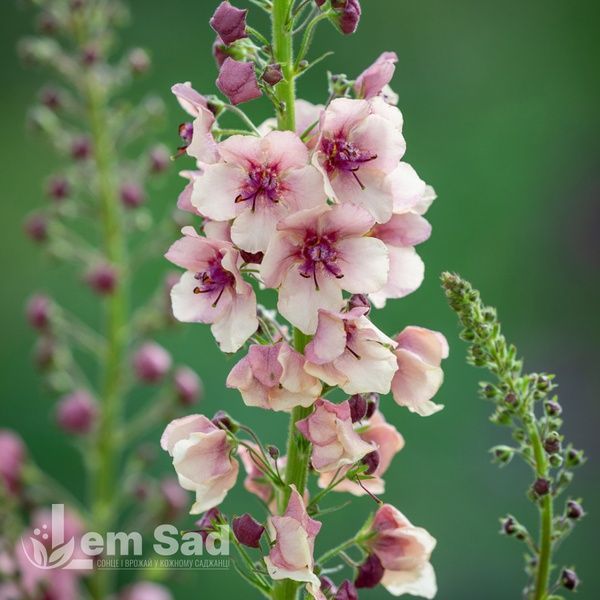 Вербаскум Розі (Verbascum hybrida Rosie) 20257 фото