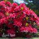 Азалия японская Марушка (Azalea japonica Maruschka) 20098 фото 1