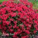 Азалия японская Марушка (Azalea japonica Maruschka) 20098 фото 2