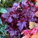 Гейхера Шанхай (Heuchera Shanghai) 20298 фото 2