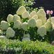 Гортензія волотиста Геркулес (Hydrangea paniculata Hercules) 20397 фото 1