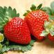 Клубника ремонтантная Альбион (Fragaria &times; ananassa Albion) 30023 фото 1