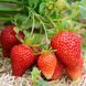 Клубника ремонтантная Альбион (Fragaria &times; ananassa Albion) 30023 фото 2