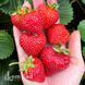 Клубника ремонтантная Альбион (Fragaria &times; ananassa Albion) 30023 фото 3