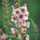 Вербаскум Розі (Verbascum hybrida Rosie) 20257 фото 2