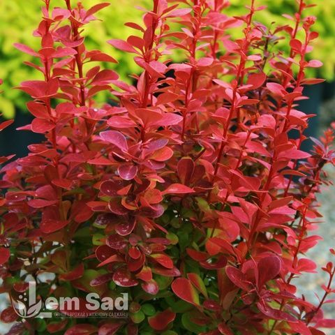Барбарис Тунберга Ред Бёрд (Berberis thunbergii Red Bird) 20163 фото