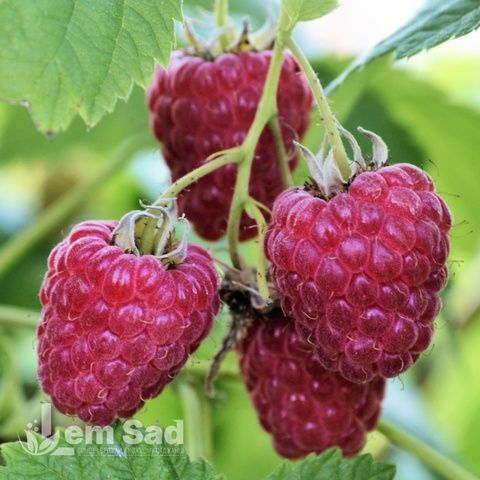 Малина великоплідна Феномен 30062 фото