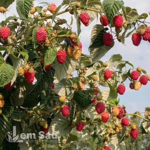 Малинове дерево Богатир (Rubus idaeus Bogatyr) 30096 фото