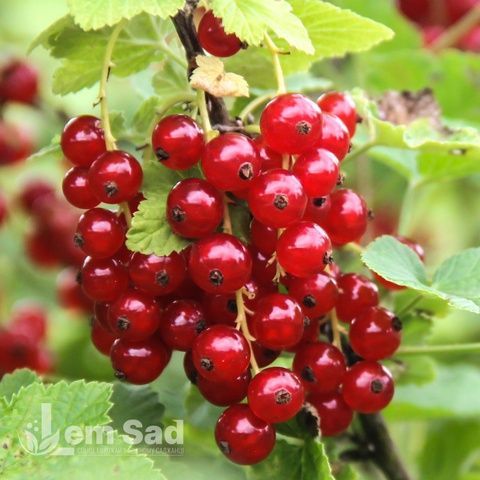 Порічка червона Джонкер ван Тетс (Ribes rubrum Jonkheer van Tets) 30170 фото