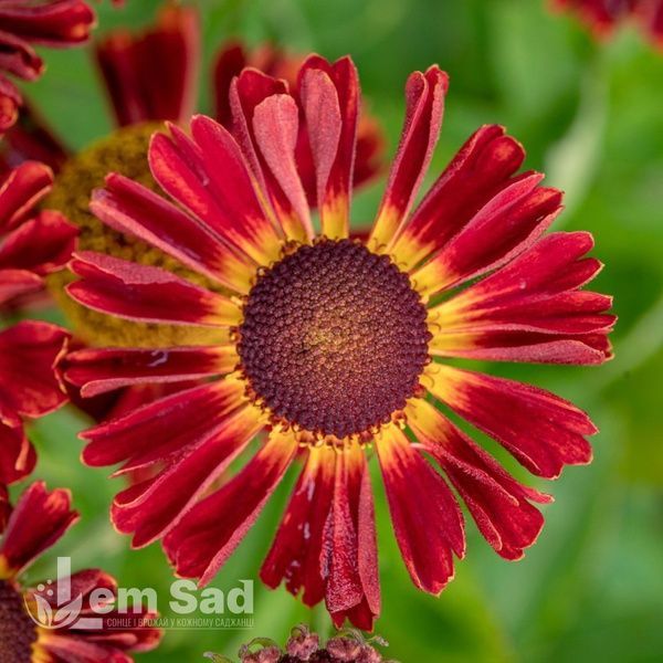 Геленіум осінній Ранчера (Helenium Ranchera) 20313 фото
