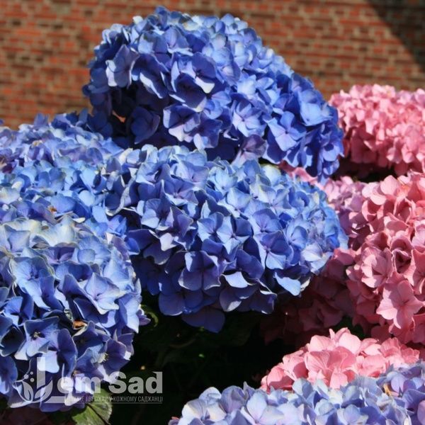 Гортензія крупнолиста Bouquet Rose 20013 фото