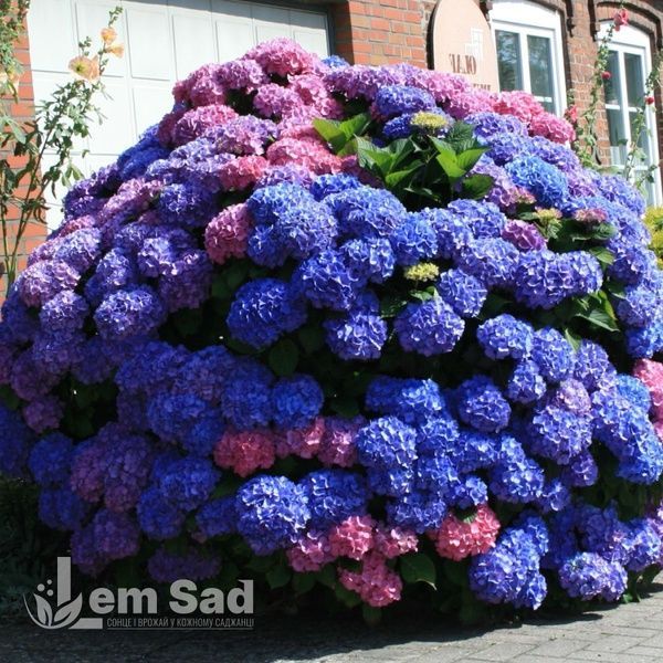 Гортензія крупнолиста Bouquet Rose 20013 фото