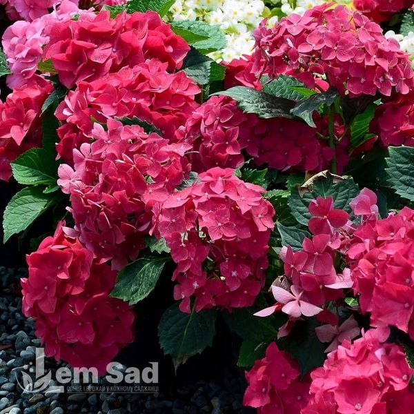 Гортензия крупнолистная Ред Пауэр (Hydrangea macrophylla Red Power) 20362 фото