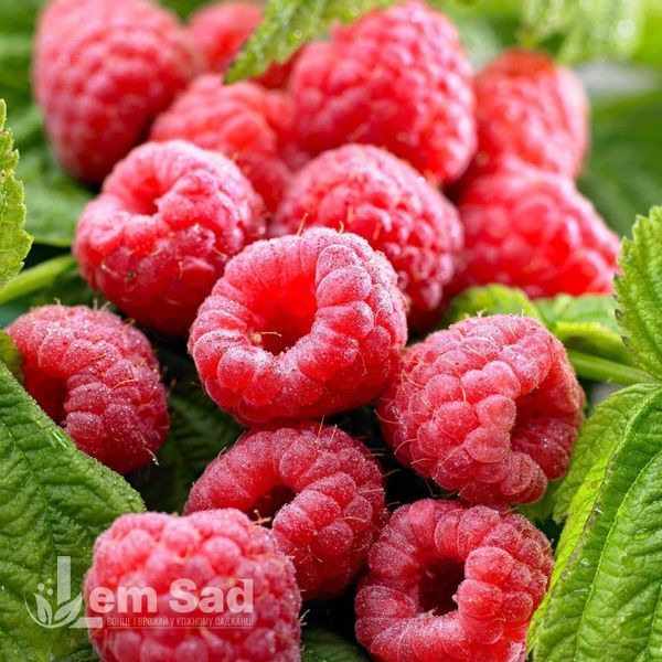 Малинове дерево Богатир (Rubus idaeus Bogatyr) 30096 фото
