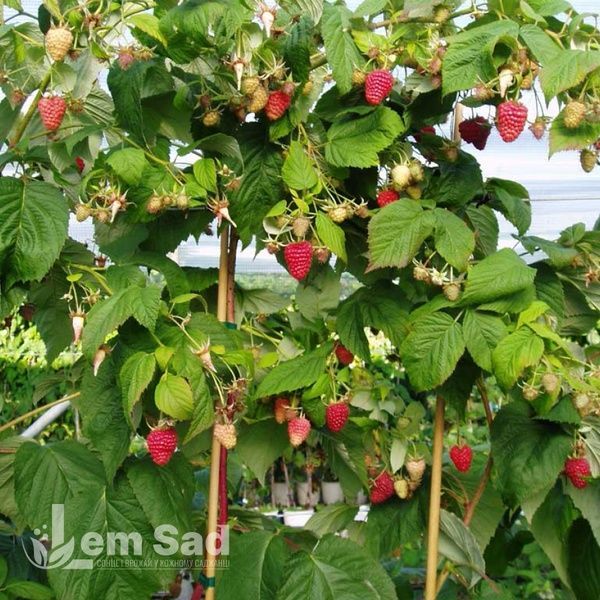 Малинове дерево Богатир (Rubus idaeus Bogatyr) 30096 фото