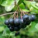 Аронія чорноплідна Вайкінг (Aronia melanocarpa Viking) 20120 фото 1