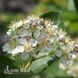 Аронія чорноплідна Вайкінг (Aronia melanocarpa Viking) 20120 фото 2