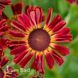 Геленіум осінній Ранчера (Helenium Ranchera) 20313 фото 2
