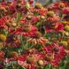 Геленіум осінній Ранчера (Helenium Ranchera) 20313 фото 1