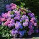 Гортензія крупнолиста Bouquet Rose 20013 фото 1