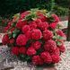Гортензия крупнолистная Ред Пауэр (Hydrangea macrophylla Red Power) 20362 фото 1