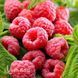 Малинове дерево Богатир (Rubus idaeus Bogatyr) 30096 фото 3
