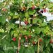 Малинове дерево Богатир (Rubus idaeus Bogatyr) 30096 фото 2