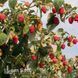 Малинове дерево Богатир (Rubus idaeus Bogatyr) 30096 фото 1