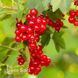 Смородина красная (Поричка) Джонкер ван Тетс (Ribes rubrum Jonkheer van Tets) 30170 фото 2
