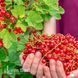 Смородина красная (Поричка) Джонкер ван Тетс (Ribes rubrum Jonkheer van Tets) 30170 фото 3