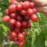 Виноград Дынька 40053 фото