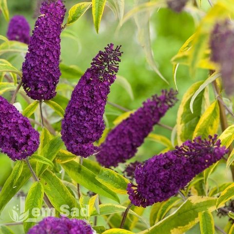 Буддлея Сантана (Buddleja davidii Santana) 20208 фото