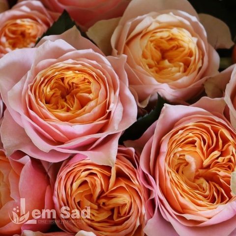 Роза чайно-гибридная Пич Вувузела (Peach Vuvuzela) 50061 фото