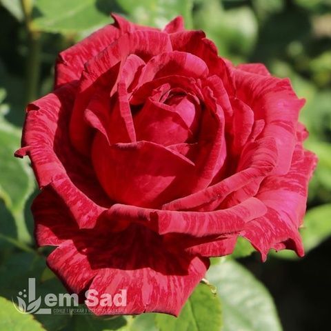 Троянда чайно-гібридна Ред Інтуішн (Rosa Red Intuition) 50016 фото