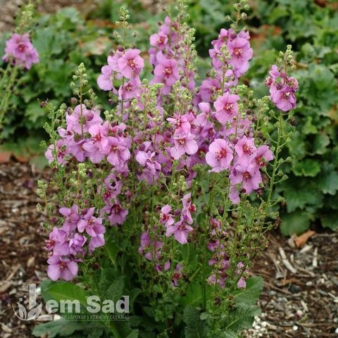 Вербаскум Шугар Плам (Verbascum hybrida Sugar Plum) 20258 фото