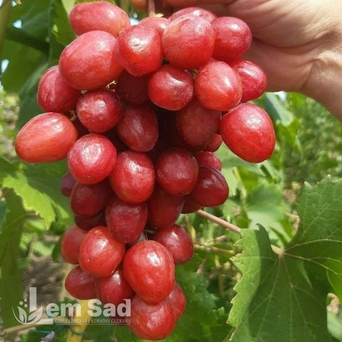 Виноград Дынька 40053 фото