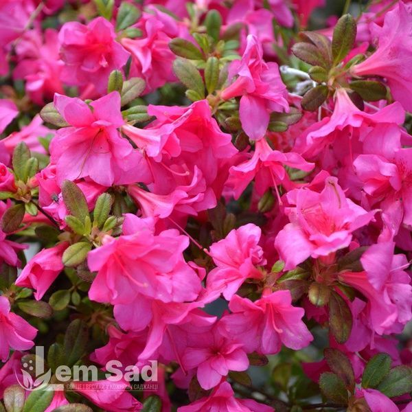 Азалия японская Мелина (Azalea japonica Melina) 20099 фото