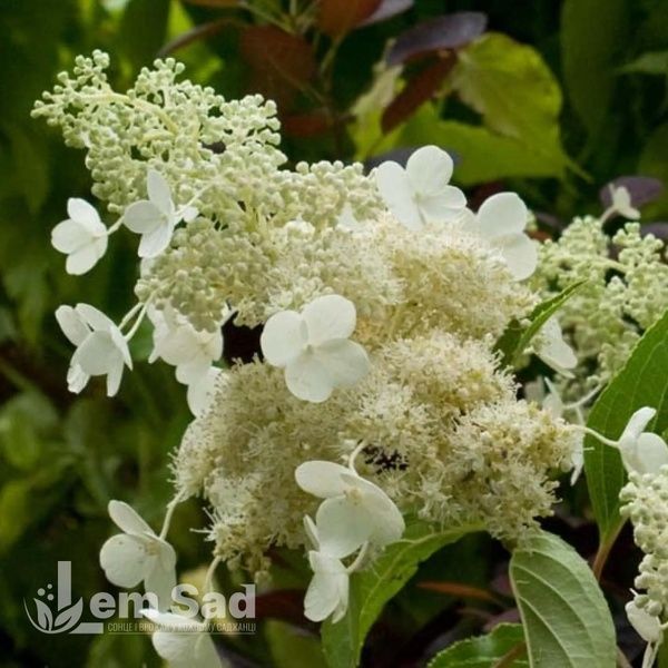 Гортензія волотиста Кіушу (Hydrangea paniculata Kyushu) 20398 фото