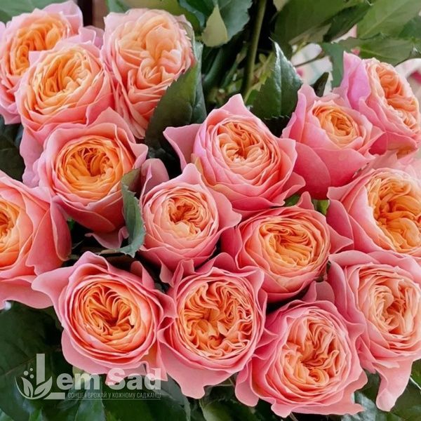Роза чайно-гибридная Пич Вувузела (Peach Vuvuzela) 50061 фото