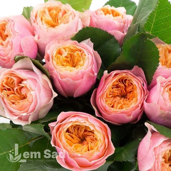 Роза чайно-гибридная Пич Вувузела (Peach Vuvuzela) 50061 фото