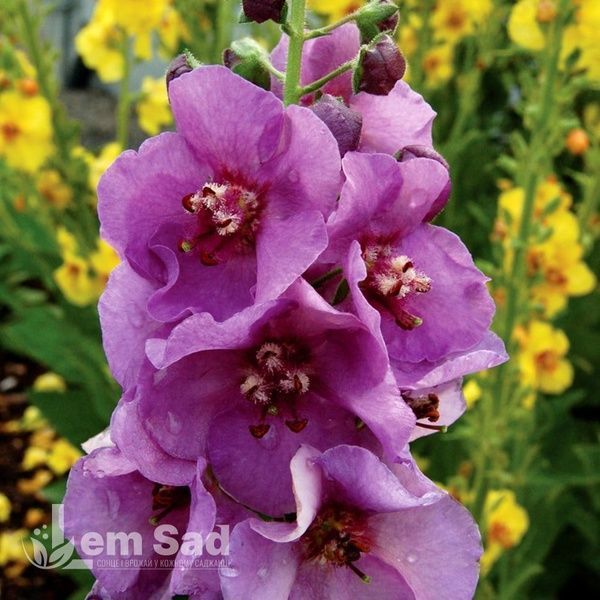 Вербаскум Шугар Плам (Verbascum hybrida Sugar Plum) 20258 фото