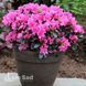 Азалия японская Мелина (Azalea japonica Melina) 20099 фото 1